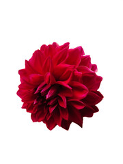 Bright red dahlia flower on a white background for clipping. View from above