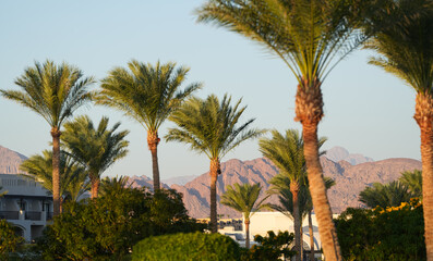 Landscape from Egypt with palm trees in foreground against dry rocky mountains in background. View from Sharm el Sheikh during a sunny morning.