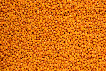 background of many ripe sea buckthorn berries