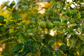 Lime fruit tree during a morning in Africa. Close up view of some fresh limes exotic citrus fruits.
