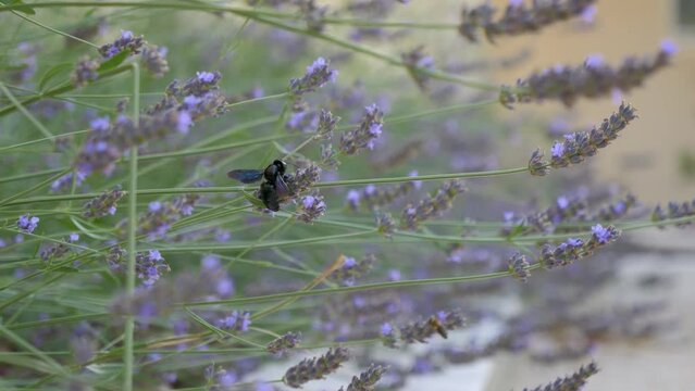 A carpenter bee or purple xylocope or black bumblebee foraging on wild lavender during the day