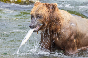 Wild coastal brown bear catching fish in the river by Brooks Falls in Katmai National Park (Alaska). 