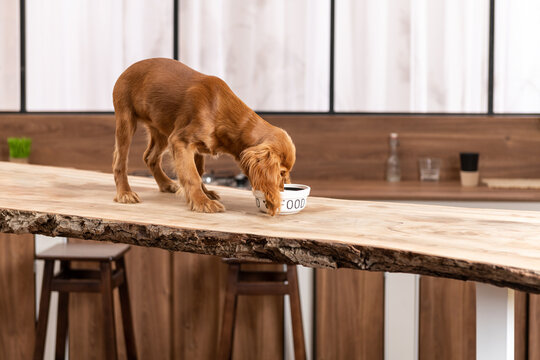 Puppy dog eating on kitchen desk