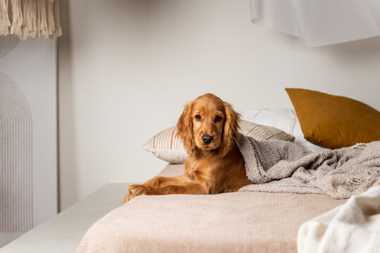 Cute dog lying on bed at home