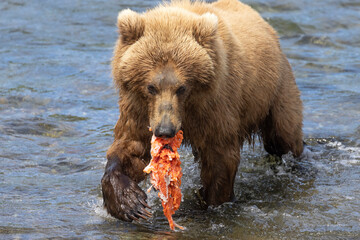 Obraz premium Wild coastal brown bear catching fish in the river by Brooks Falls in Katmai National Park (Alaska). 
