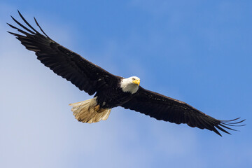 Fototapeta na wymiar Wild bald eagle by Brooks Falls in Katmai National Park (Alaska).