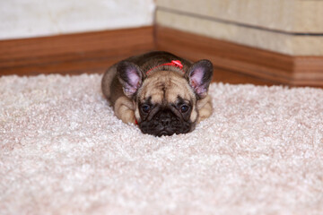 dog breed french bulldog