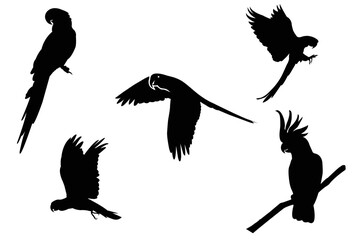 Set of black bird silhouettes parrots Vector elements for design