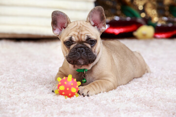 dog breed french bulldog