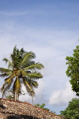 Original Sri Lanka with its cultural code and identity. Traffic, national and religious customs, buildings and nature. palm trees and ocean. beach on the island.