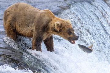 Obraz premium Wild coastal brown bear catching fish in the river by Brooks Falls in Katmai National Park (Alaska). 