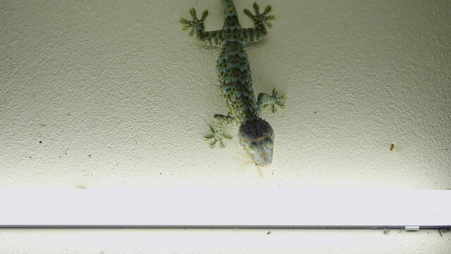 Gekko gecko dinning several insects on a Thailand wall