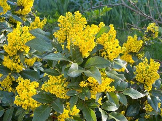 Yellow flowers Oregon grape Mahonia aquifolium in the garden.