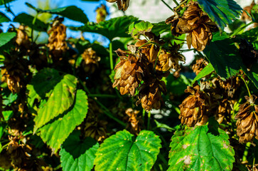 Dry hop cones. Production of beer from hops.