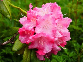 pink flower of rhododendron plant, that is still wet with rain, the toxic ingredients grayanotoxins are found in leaves, but also in nectar and pollen
