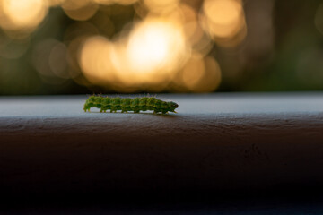 Oruga helicoverpa zea de paseo al atardecer.