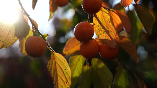 Persimmon branches with large orange fruits at harvest time. Ripe persimmon hanging on trees in sunny weather