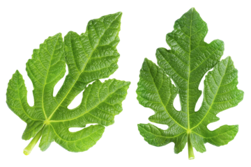 Fresh fig leaves isolated on white background. Ripe natural fig clipping path. Full depth of field. Focus stacking