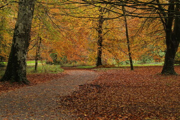Path through forest in Autumn featuring fallen leaves and beech trees with leaves of golden brown colour 