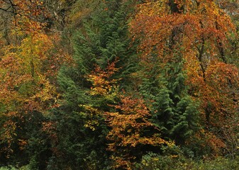Fototapeta premium Trees featuring foliage of different colours and shades in autumn