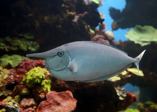 Close-up photo of a Naso or unicornfish.