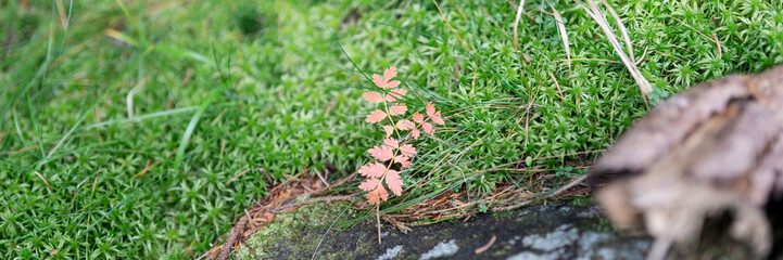 Small red leaves on the moss. Panorama