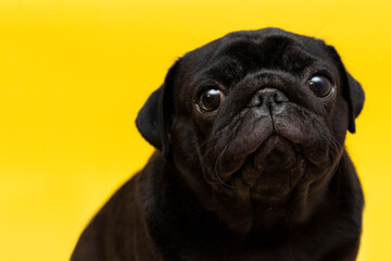 close up of a cute pug dog with black fur looking up with humble eyes on yellow studio background