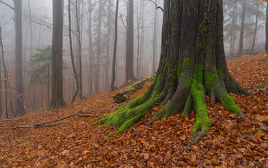 Buczyna we mgle, The beech forst with fog