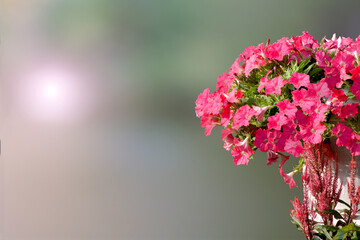 Close-up shot of pink petunia flowers on blurred light background.
