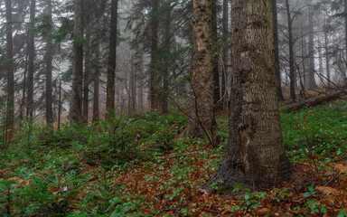 Las jodłowy we mgle, fir forest with fog