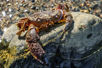 Sea crab on the stone. Large dead crab closeup. Empty shell of a nautical animal.