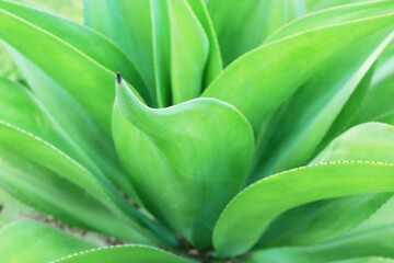 Soft focus on green plant leaves.