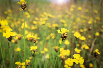 xyridaceae yellow flowers in a meadow.