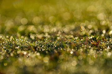 Grass. detail from blade of grass with dew. detail. macro. close up.