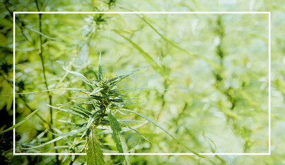 Closeup of cannabis flowers and green hemp leaves grown in open outdoor systems : Cannabis plants are used for both medical and scientific research on farms.