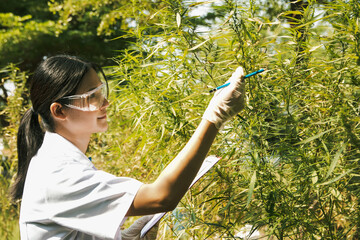 Asian female cannabis science researcher examines and notes on clipboard growing cannabis herbs grown in open air systems looking at leaf maturity and pests for medical use : Medical cannabis business