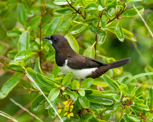 White-bellied munia perched amongst lush green leaves