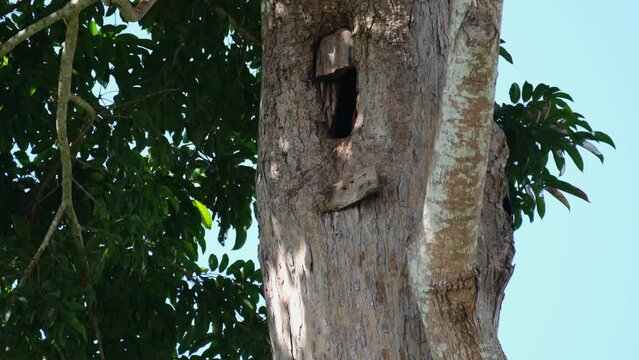 Seen throwing dirt and materials out of its nest in preparation for its nesting season, Great Indian Hornbill Buceros bicornis, Khao Yai National Park, Thailand.