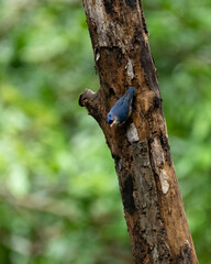 Velvet-fronted nuthatch perched on a tree trunk