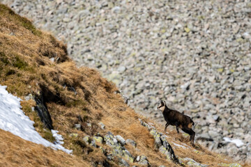 Tatra chamois, Rupicapra rupicapra tatrica, Tatra National Park, Slovakia.