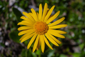 Obraz premium Arnica montana flower. Bright colors, blurry dark green background.