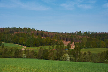Waldsterben in der Oberlausitz	