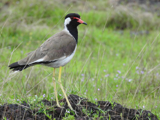 Red-wattled Lapwing