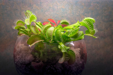 Carnivorous Venus Fly Traps (Dionaea muscipula) in terrarium.