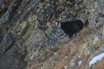 Tatra chamois, Rupicapra rupicapra tatrica, Tatra National Park, Slovakia.