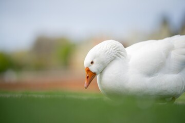 beautiful white goose in park on a lake in spring