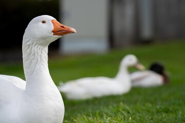goose and white geese in nature in the park