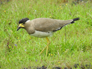 Yellow-wattled lapwing