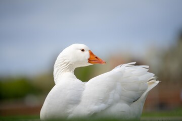 beautiful white goose in park on a lake in spring
