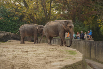 Fototapeta premium Two elephants in a zoo without a fence stand in front of visitors. Cute huge animals. Protection and conservation of rare species of elephants